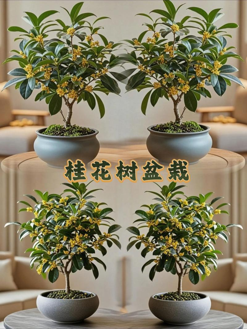 Technology for the planting of cinnamon flowers