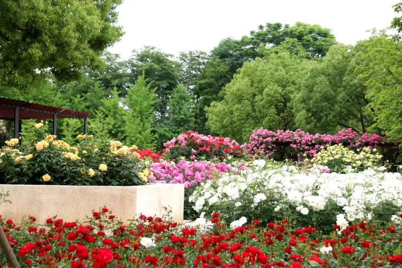 Picture of the method of breeding the season flowers