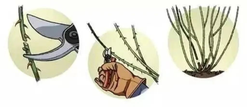 Picture of the method of breeding the season flowers