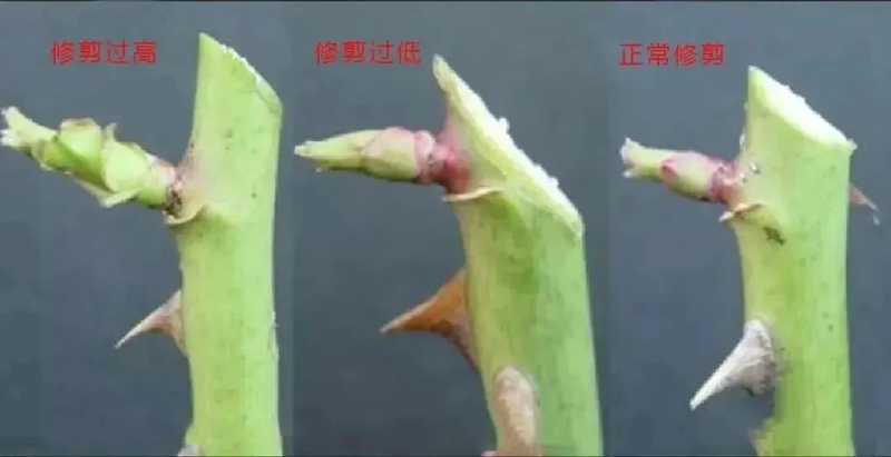 Picture of the method of breeding the season flowers