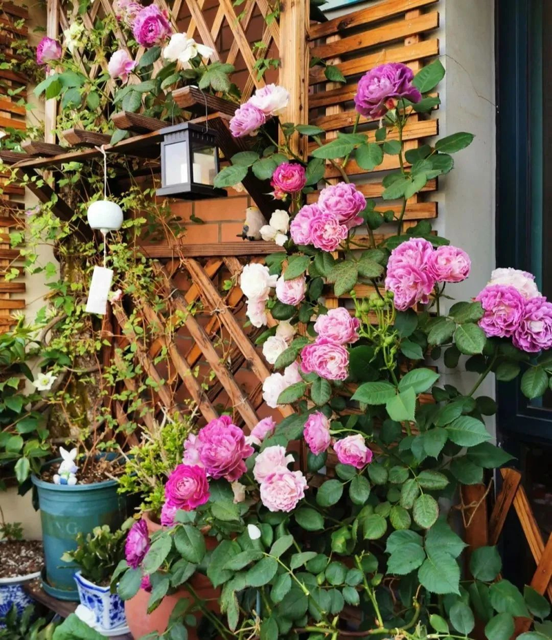 Picture of the method of breeding the season flowers