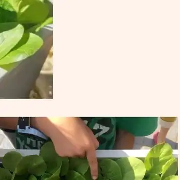 白菜的种植方法