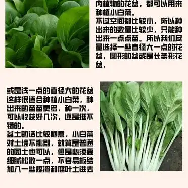 白菜的种植方法