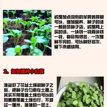 白菜的种植方法