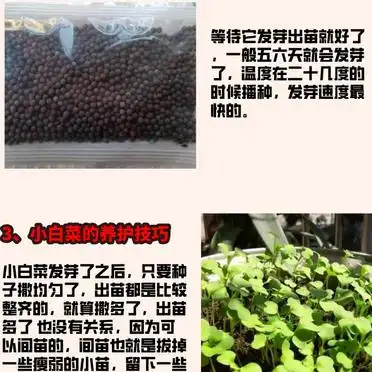 白菜的种植方法