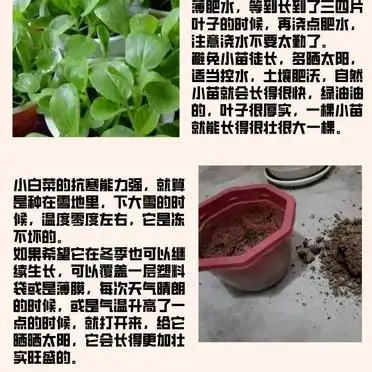 白菜的种植方法