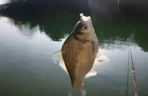 鱼钩绑线方法图解