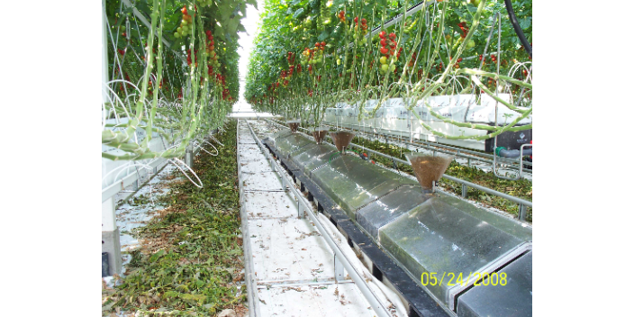 秋冬大棚黄瓜种植技术