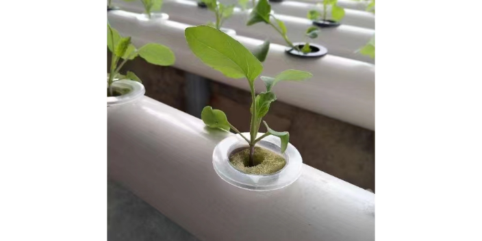 秋冬大棚黄瓜种植技术