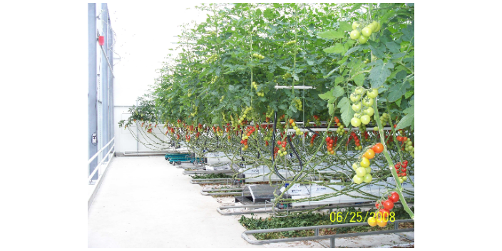 秋冬大棚黄瓜种植技术