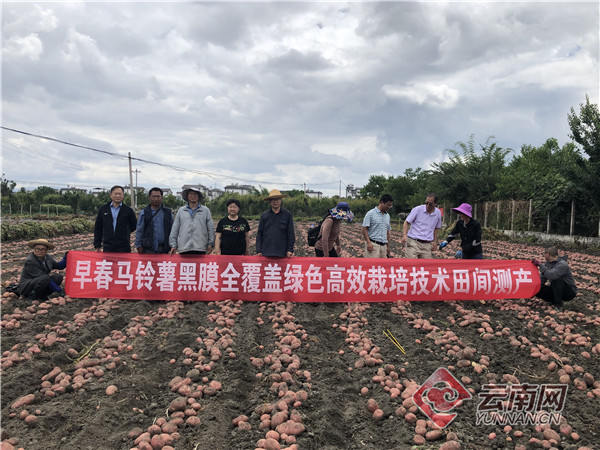 马铃薯高产种植技术