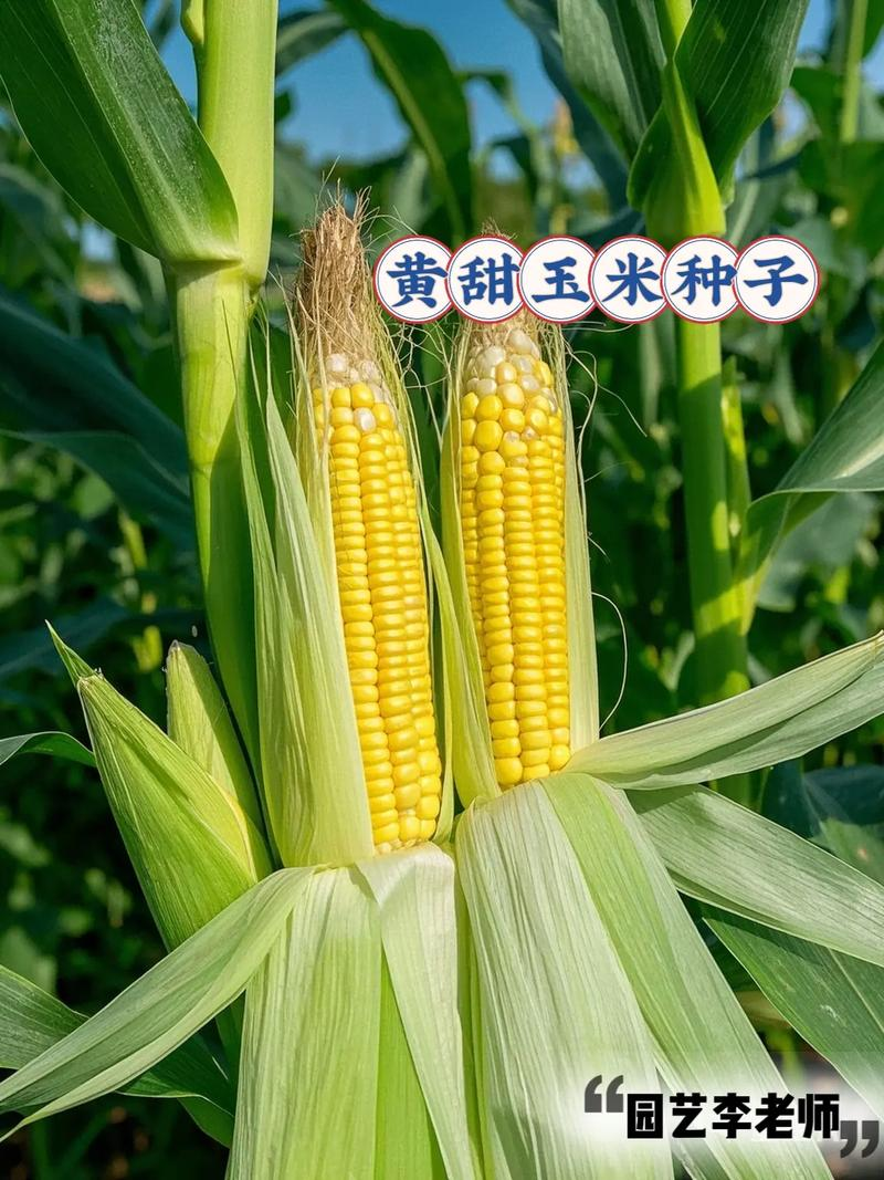 水果玉米东北可以种植