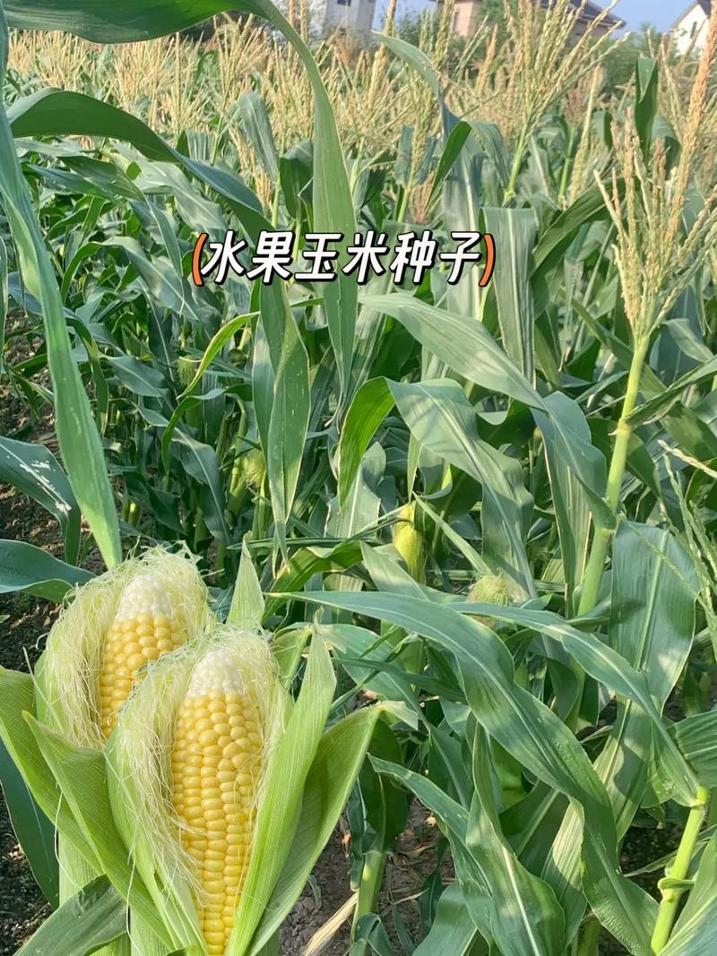 水果玉米东北可以种植