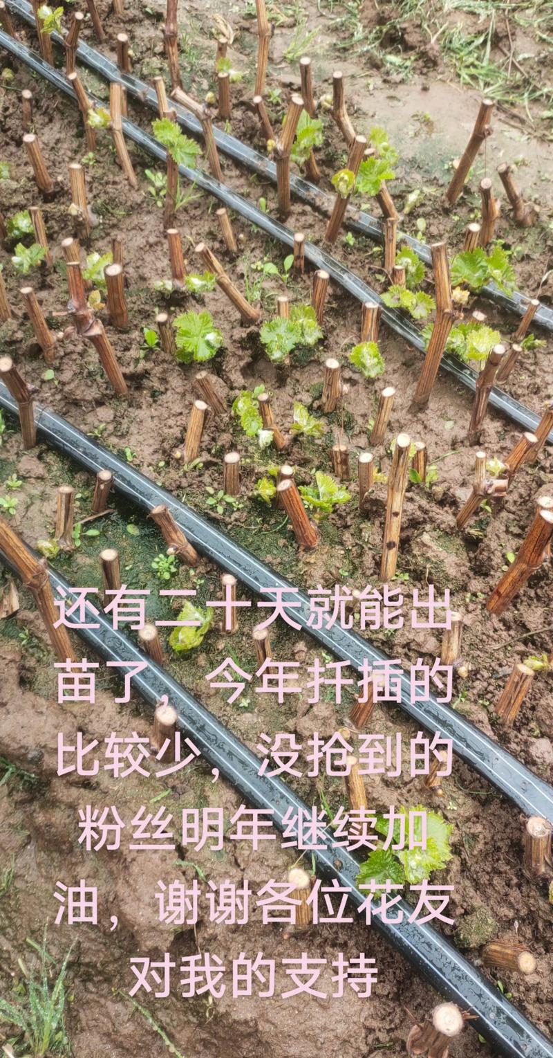 葡萄苗怎么插种植方法