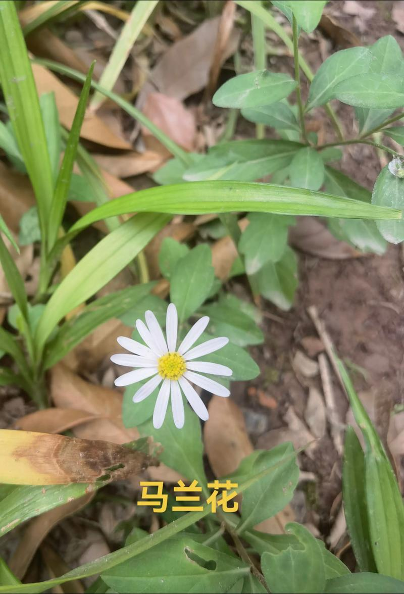 马兰花种植方法