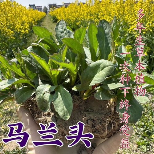 马兰花种植方法