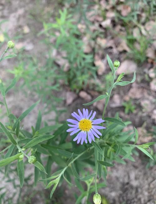 马兰花种植方法