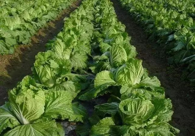 白菜的种植方法