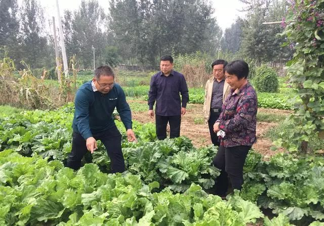 白菜的种植方法