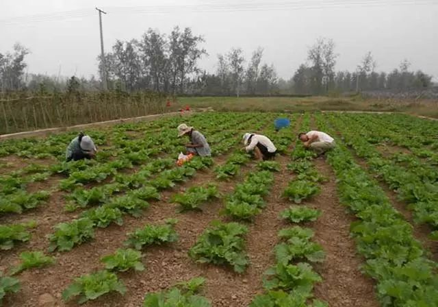 白菜的种植方法