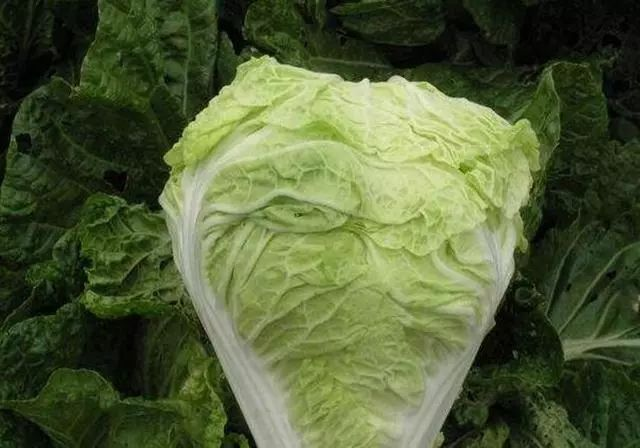 白菜的种植方法