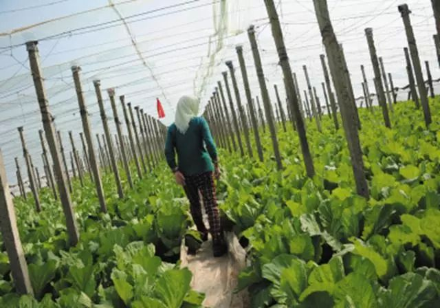 白菜的种植方法