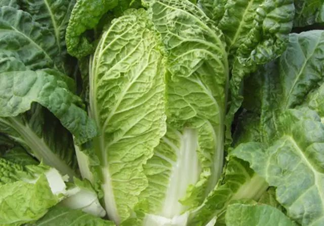 白菜的种植方法