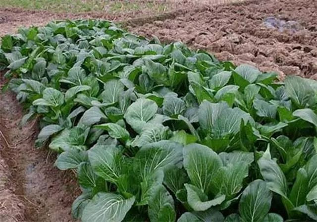 白菜的种植方法