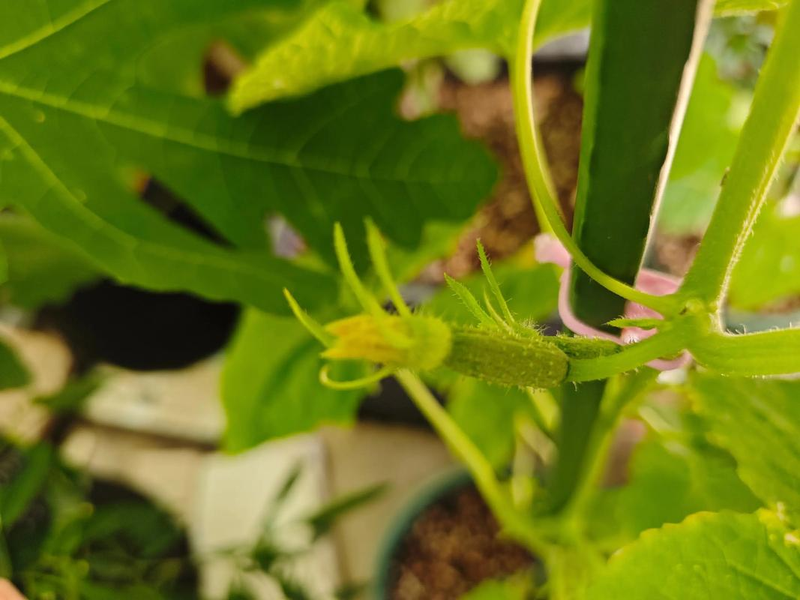 Fruit cucumber cultivation techniques in large sheds