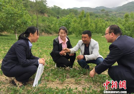 半夏种子种植技术视频