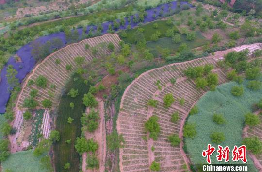 半夏种子种植技术视频