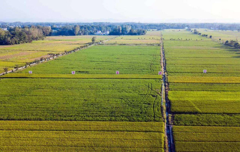 Technology for rice production