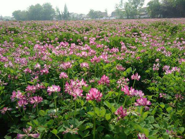 Technology for rice production