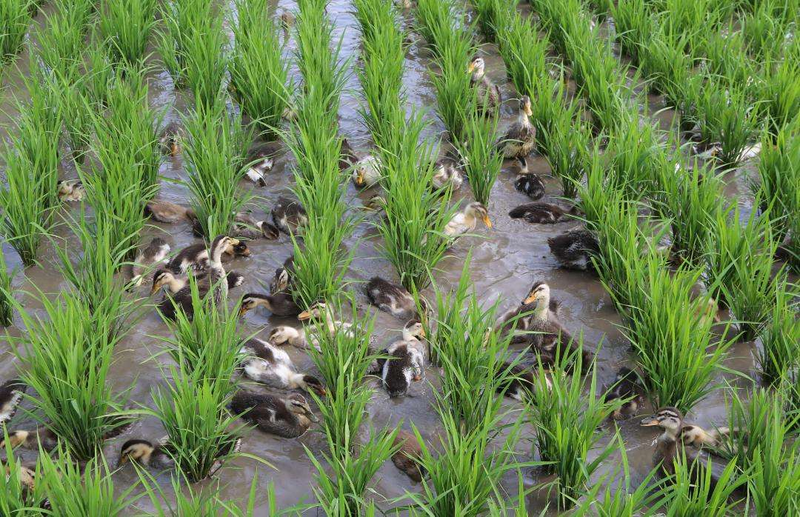 Technology for rice production