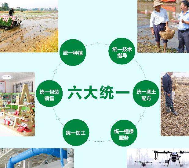 Technology for rice production