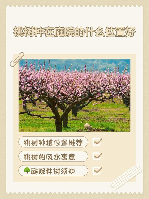 核桃树的种植技术