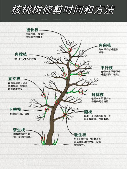 核桃树的种植技术