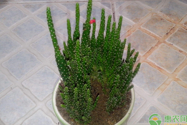 仙人掌怎么种植方法