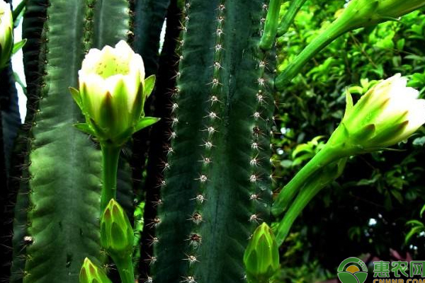 仙人掌怎么种植方法