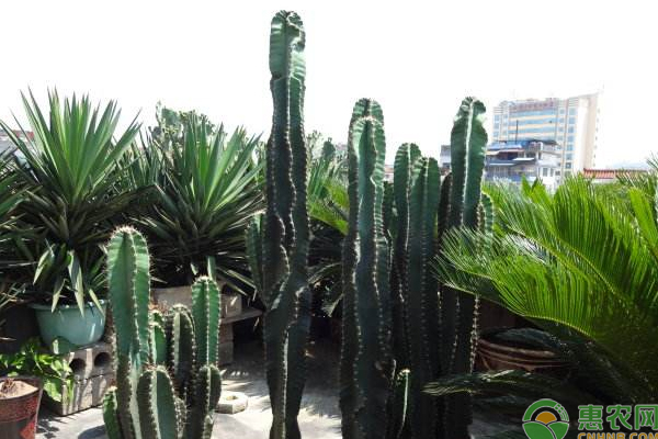 仙人掌怎么种植方法