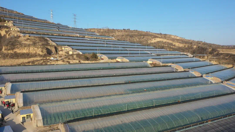 大棚水果黄瓜种植技术