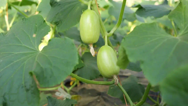 大棚水果黄瓜种植技术