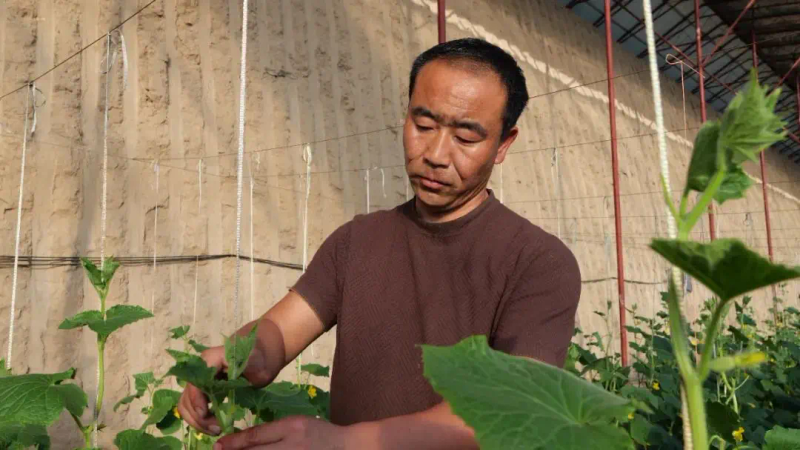 大棚水果黄瓜种植技术