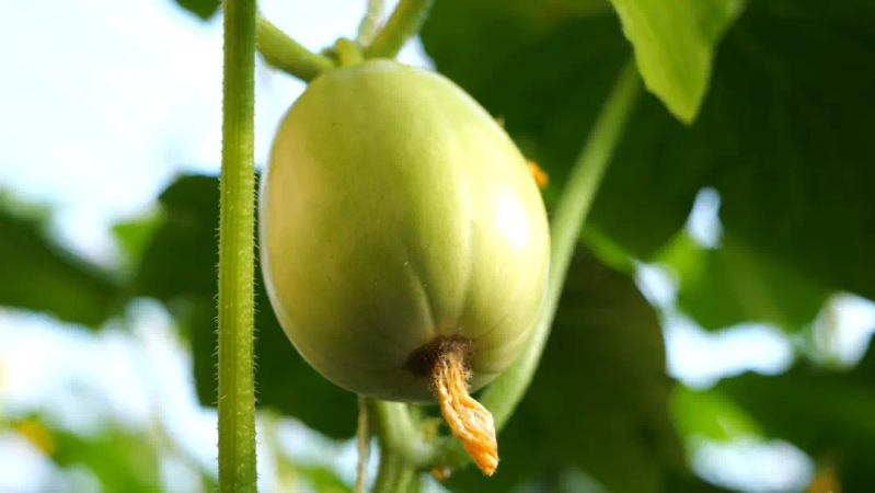 大棚水果黄瓜种植技术