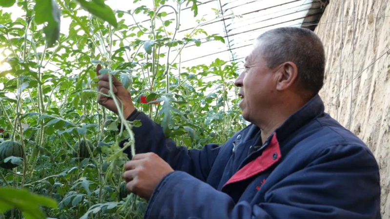 大棚水果黄瓜种植技术