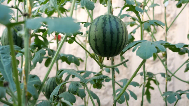 大棚水果黄瓜种植技术