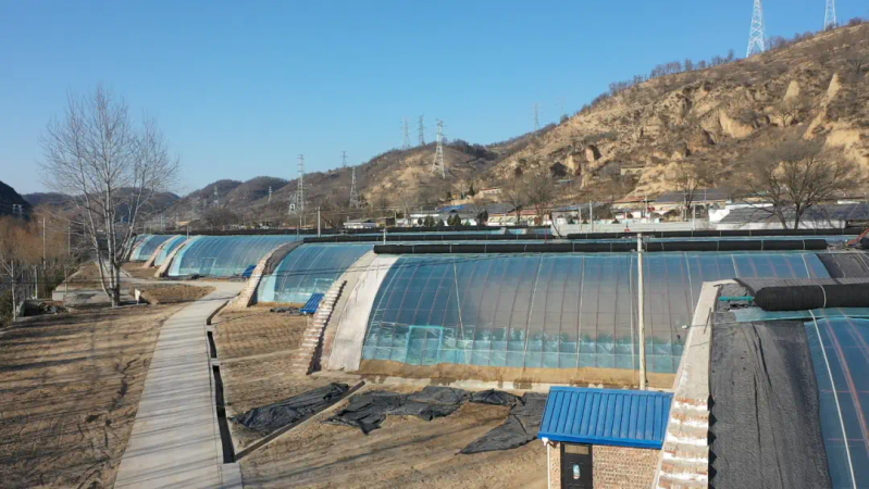 大棚水果黄瓜种植技术