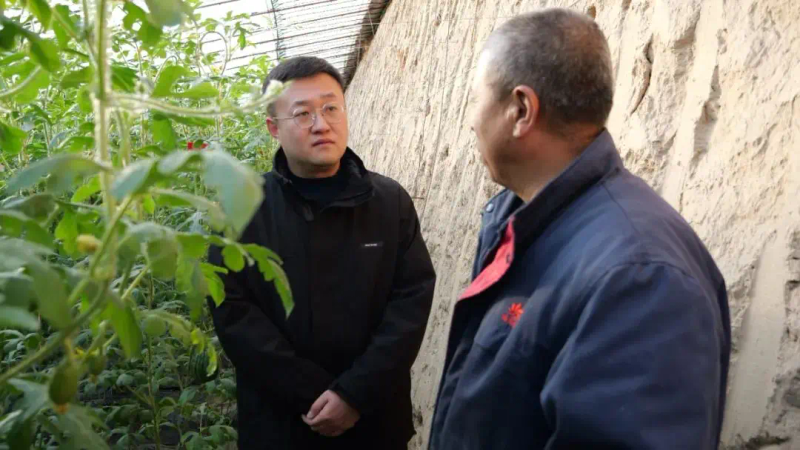 大棚水果黄瓜种植技术