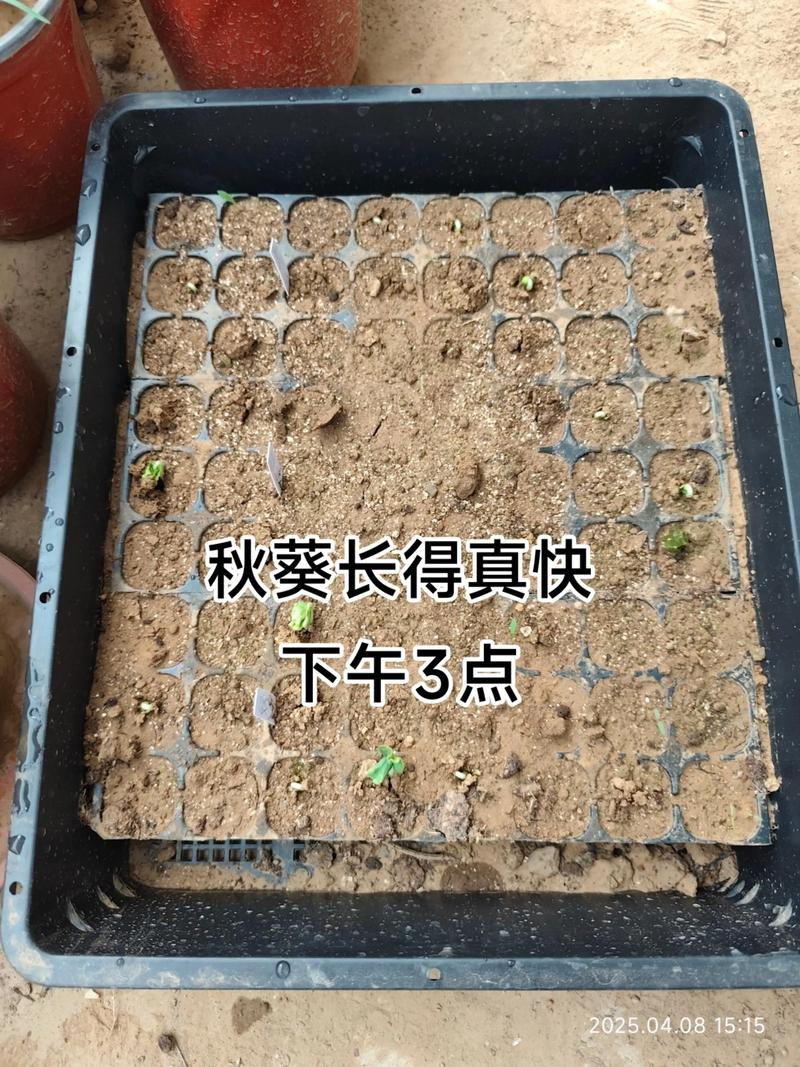 秋葵种子种植方法