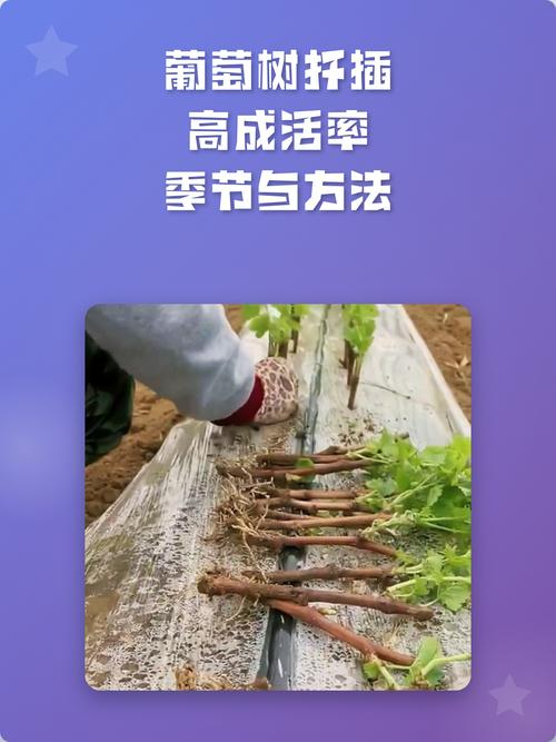 葡萄苗怎么插种植方法